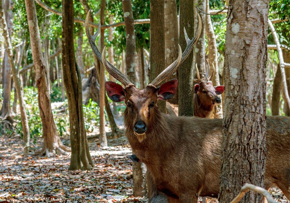 Phnom Tamao Wildlife Rescue center